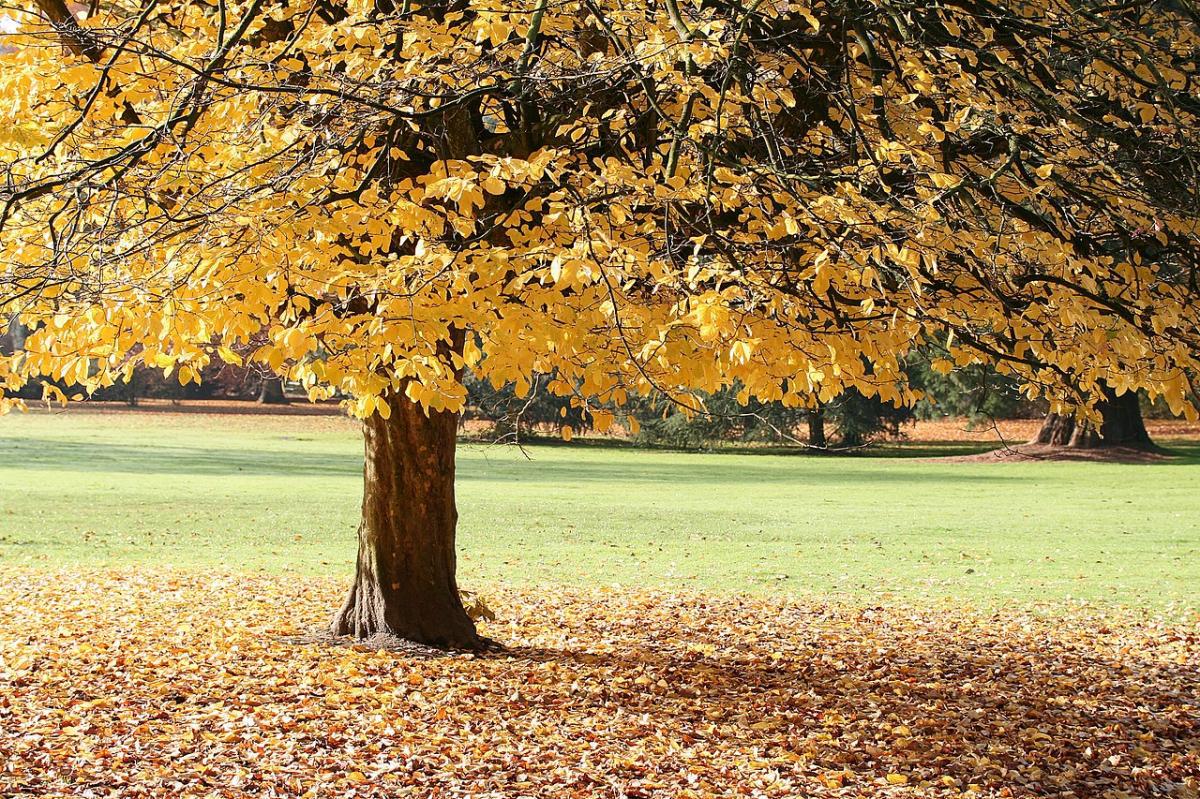 La Parrotia persica crece lentamente