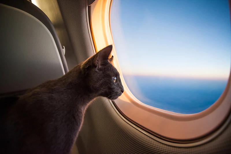 recomendaciones-viajes-avion-gato