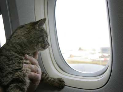 gato-en-avion-como-hacerlo-llevadero