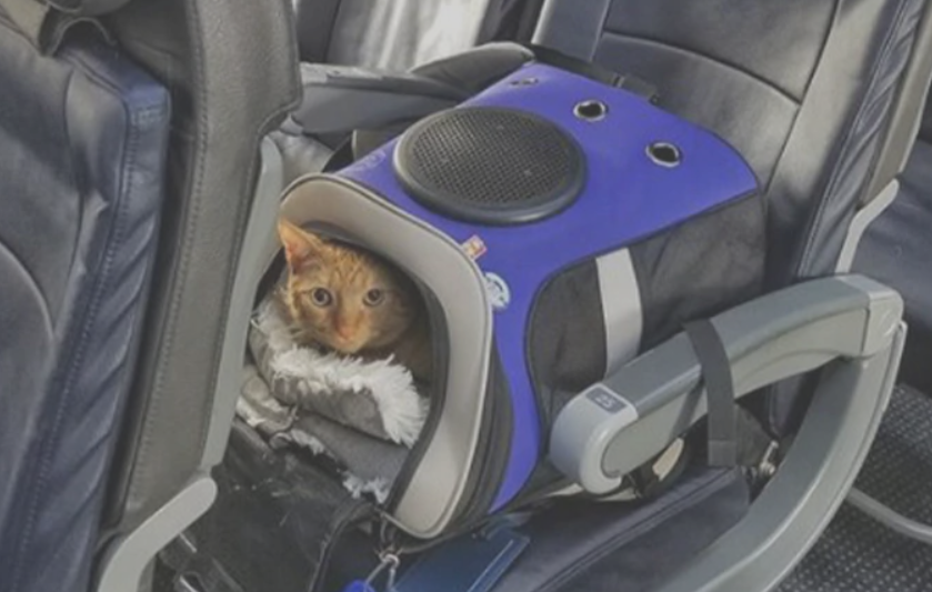 como-viajar-en-avion-con-tu-gato-con-seguridad