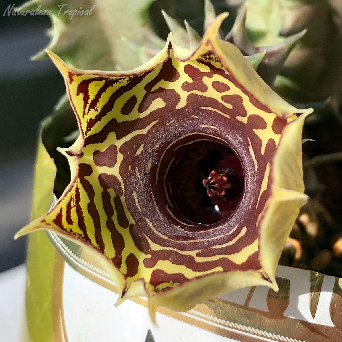 Vista de la flor de la planta suculenta híbrida Huernia ˡ Big Habanera ˡ clon 4 KMP 054