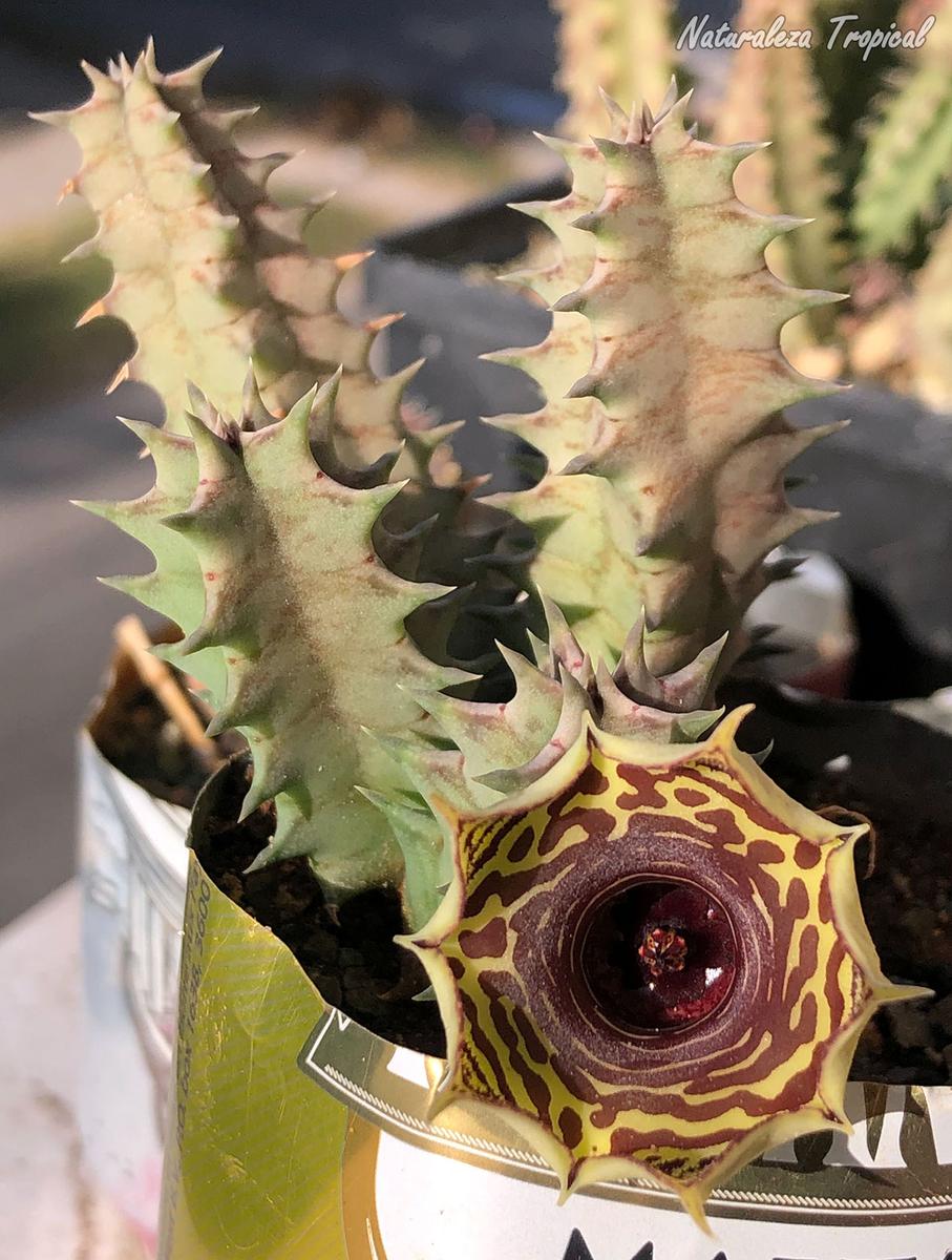 Vista de los tallos de la planta suculenta Huernia ˡ Big Habanera ˡ clon 4 KMP 054