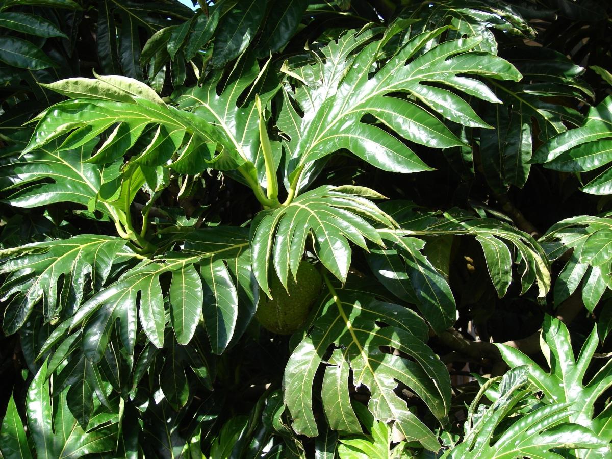 El &aacute;rbol del pan tiene hojas grandes