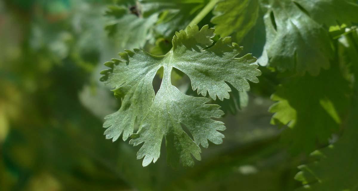 Plantar en mayo perejil