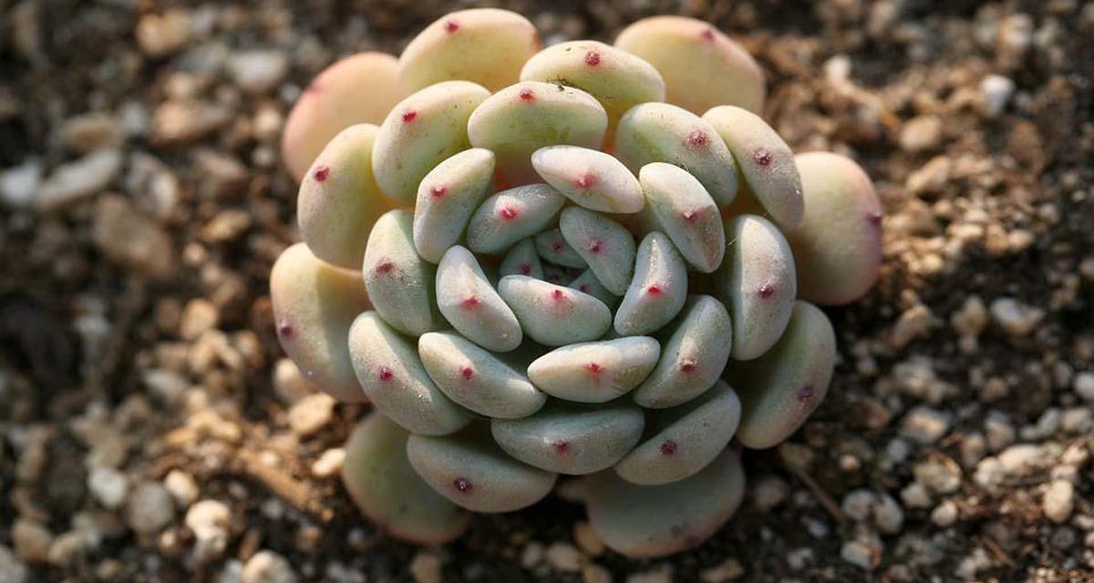 Elegir plantas rocalla cactus