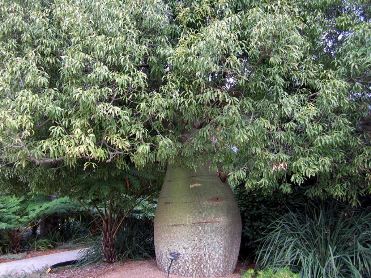 El Brachychiton rupestris es un árbol australiano