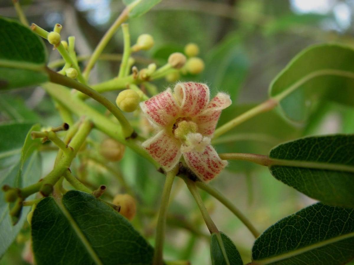 Las flores del Brachychiton rupestris son pequeñas