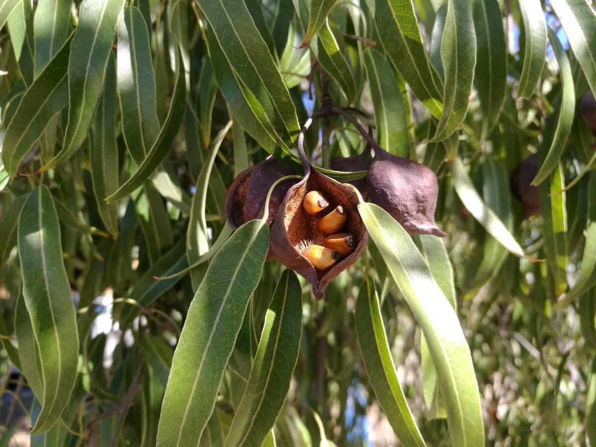 El brachychiton rupestris tiene frutos leñosos