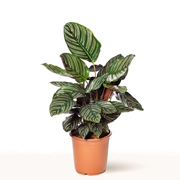 Calathea Ornata en maceta
