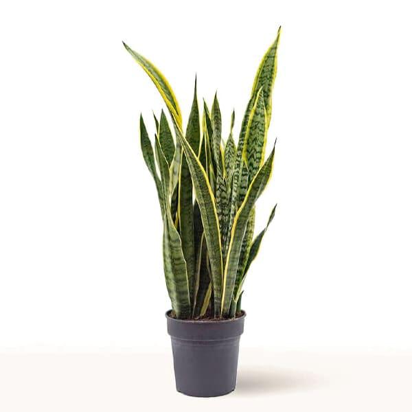 Planta de Sandevieria