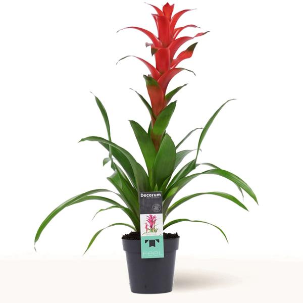 Bromelia Roja en maceta