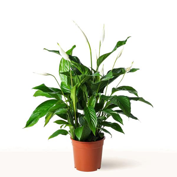 planta lirio de la paz en maceta