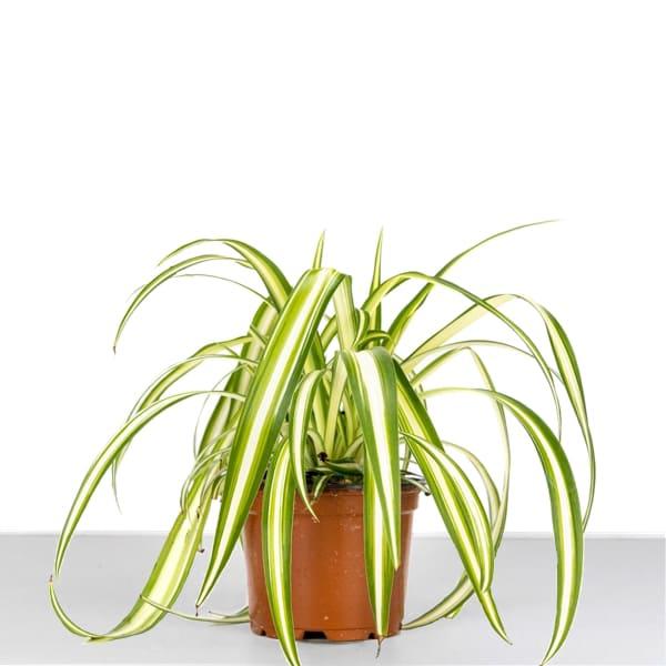 planta cinta de interior