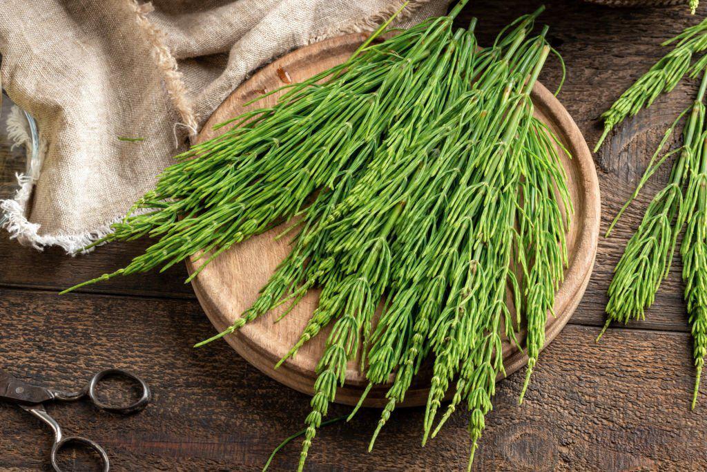 Cuidar tu Piel en Verano: baños con cola de caballo