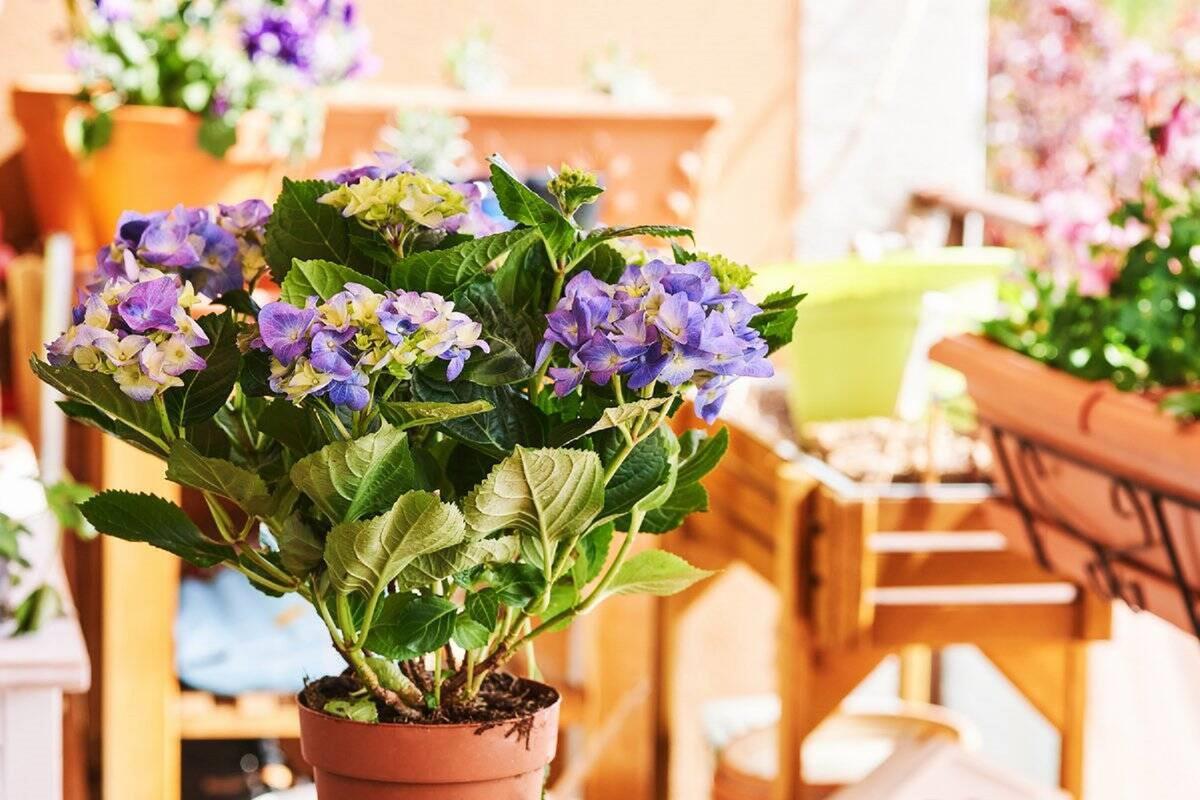 Ideas para convertir el balcón en un hermoso vergel 6