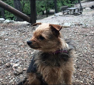 PAN en Sartén SIN HORNO SIN AMASAR Y SIN REPOSO