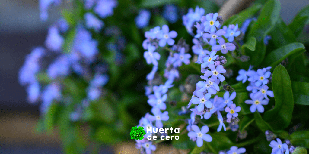 Cuidados de la flor myosotis