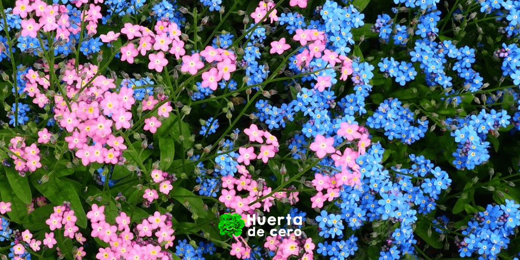 Planta no me olvides - myosotis