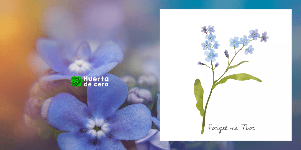 Planta myosotis - miosotis