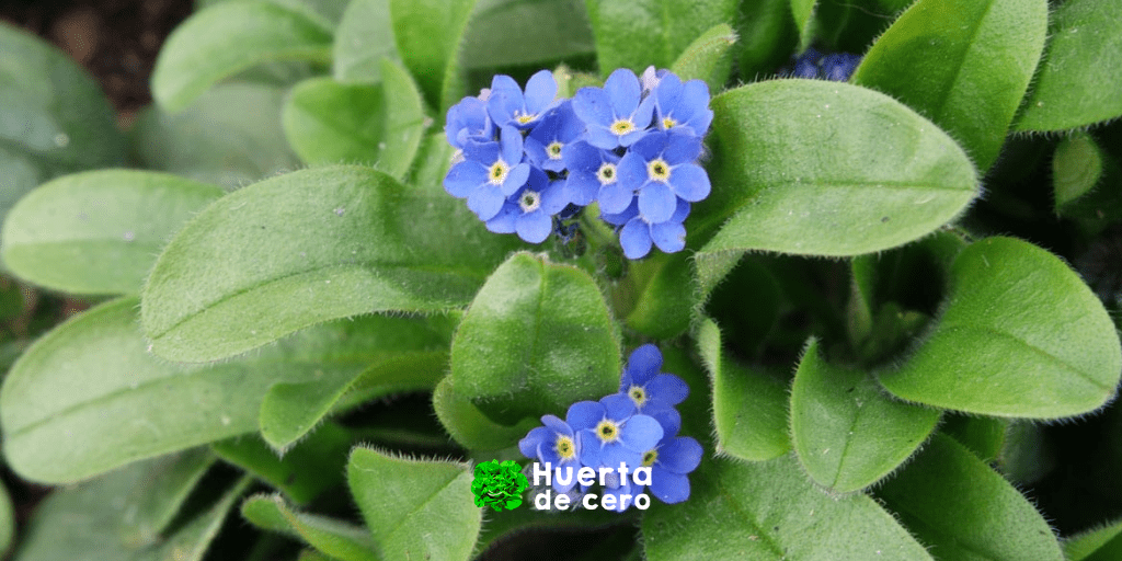 Sembrar no me olvides y sus cuidados