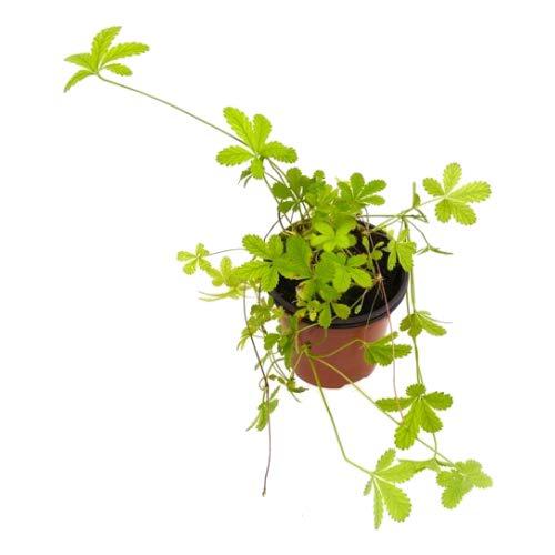 Tormentilla Sietenrama 10cm Planta Natural Potentilla Reptans