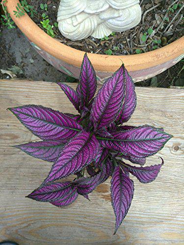 PLAT FIRM Semillas DE GERMINACION: Shield Persiano ????STROBILANTHES DYERIANUS FOLLAJE PÃšRPURA...