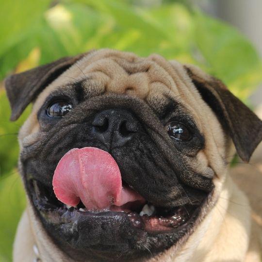 úlceras corneales en perros