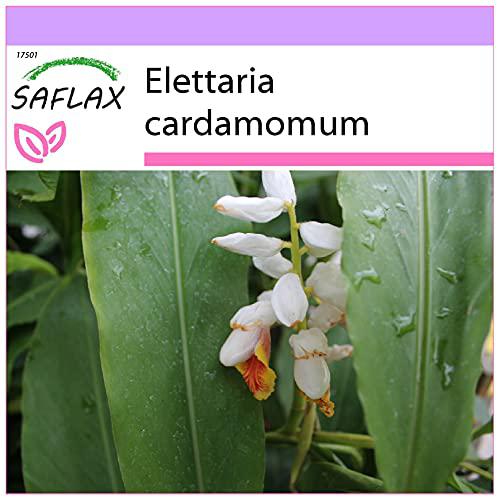 SAFLAX - Cardamomo - 20 semillas - Elettaria cardamomum