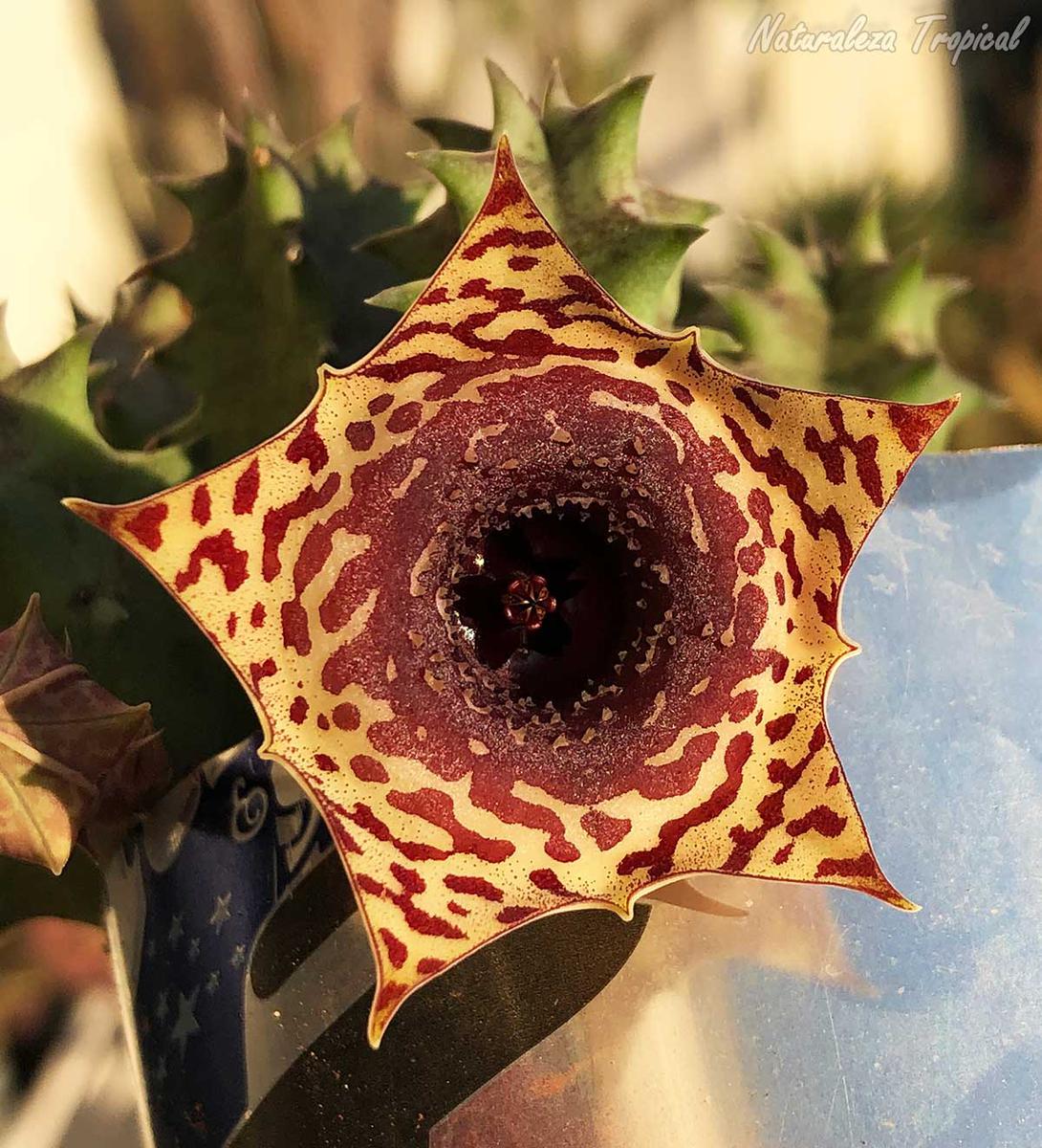 Vista de la flor de la planta suculenta Huernia ˡ Big Habanera ˡ clon 5 KMP 055