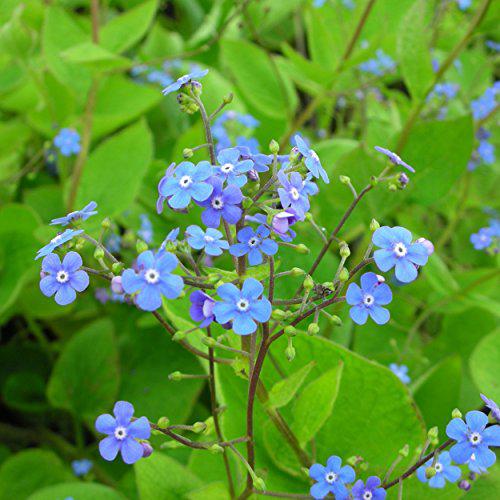 Blumixx Stauden Brunnera macrophylla - Cáucaso, en recipiente de 0,5 litros, color azul