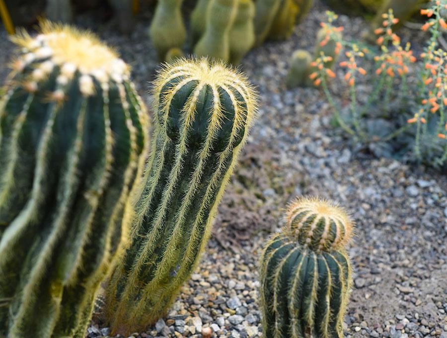 Varios cactus Parodia Magnifica muy altos en el desierto.