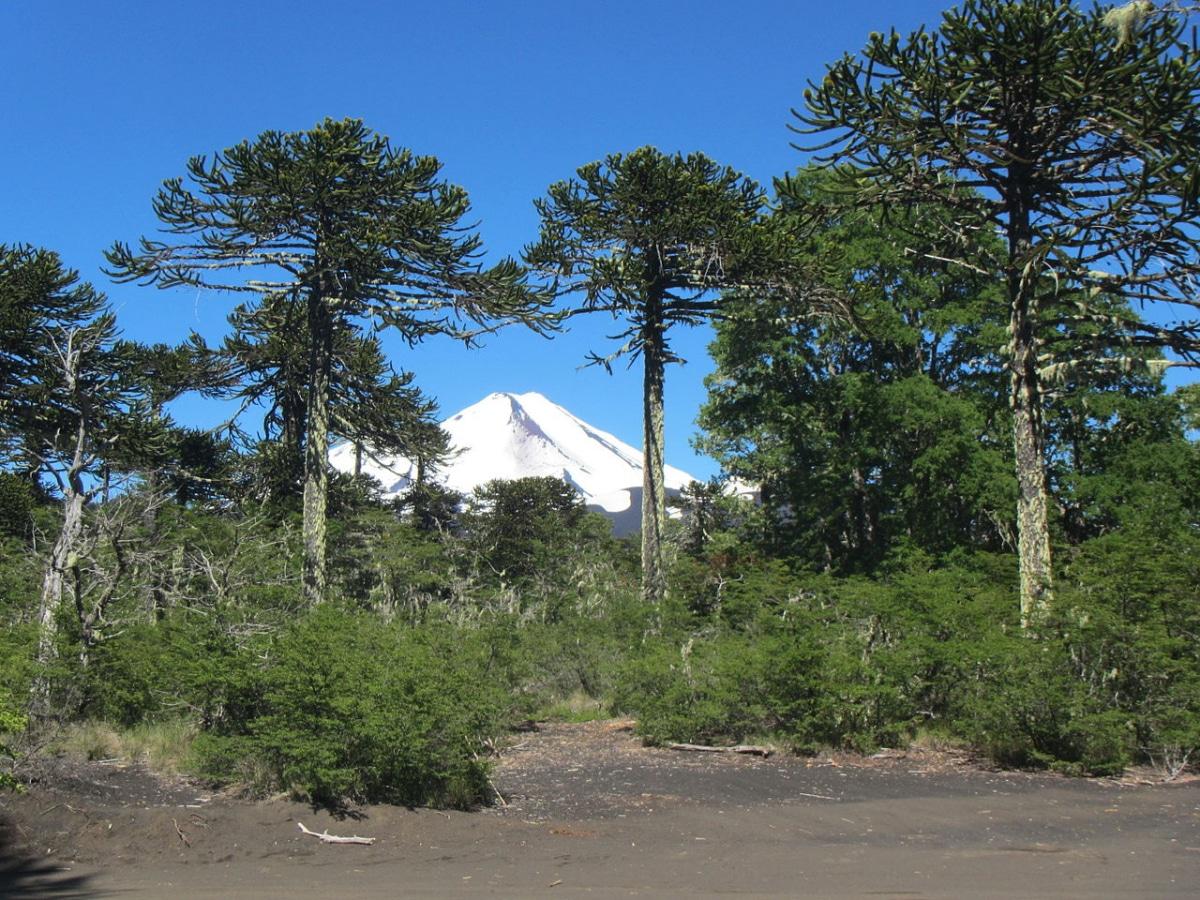 La Araucaria es un árbol alto
