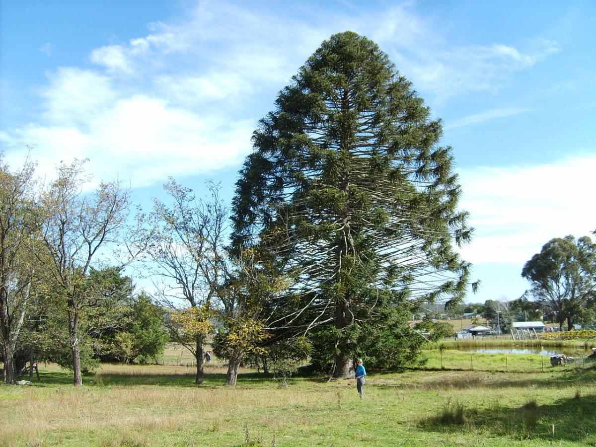 La araucaria es una conífera de lento crecimiento