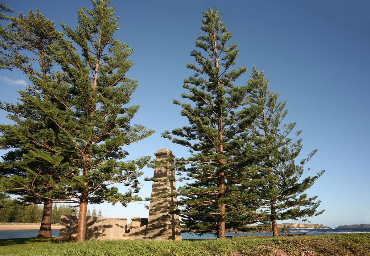 Vista de la Araucaria heterophylla