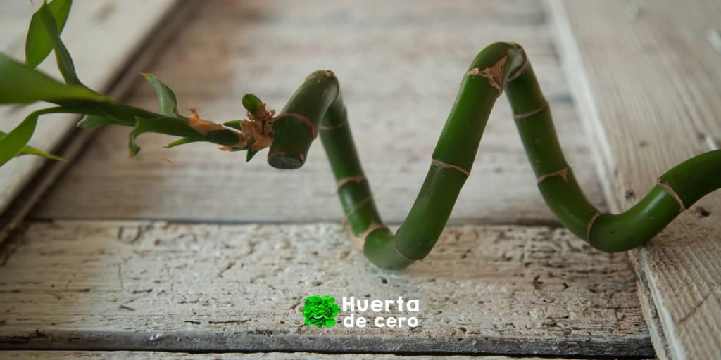 Rulo del bambu de la suerte