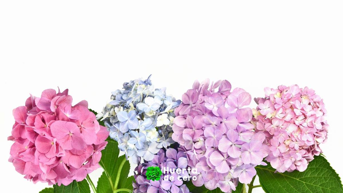 Cuidados de la hortensia en maceta