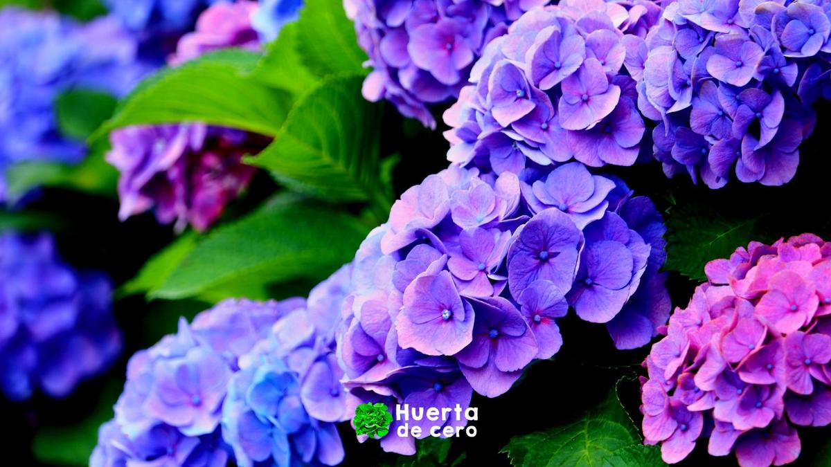 Tipos de Hortensias