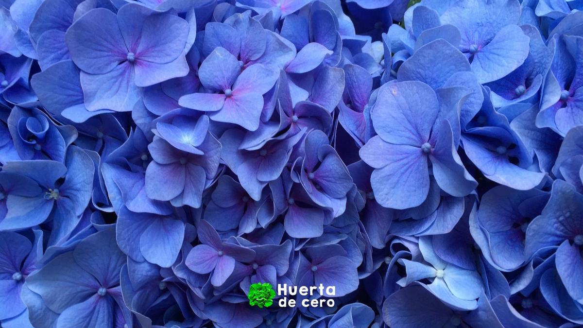 Cómo conseguir hortensias azules
