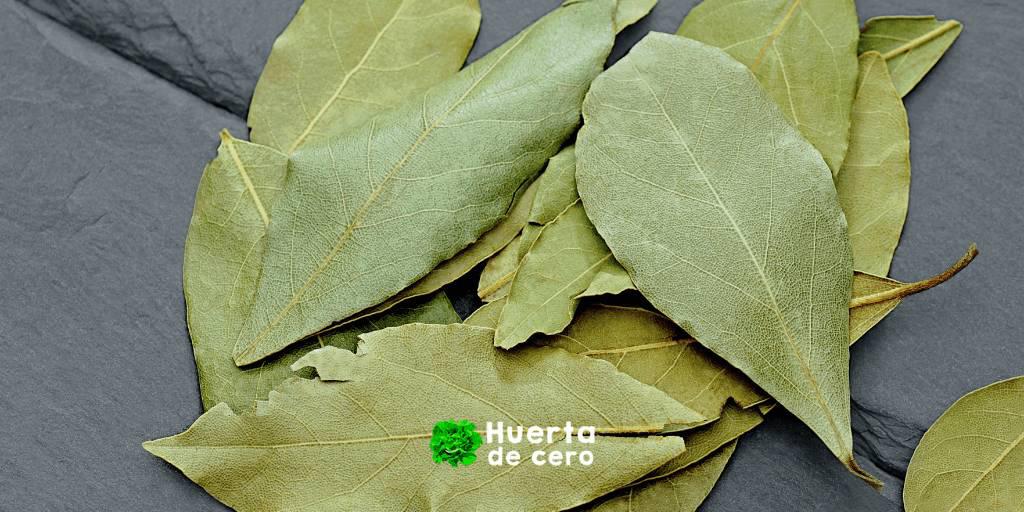 Como cuidar el laurel en maceta