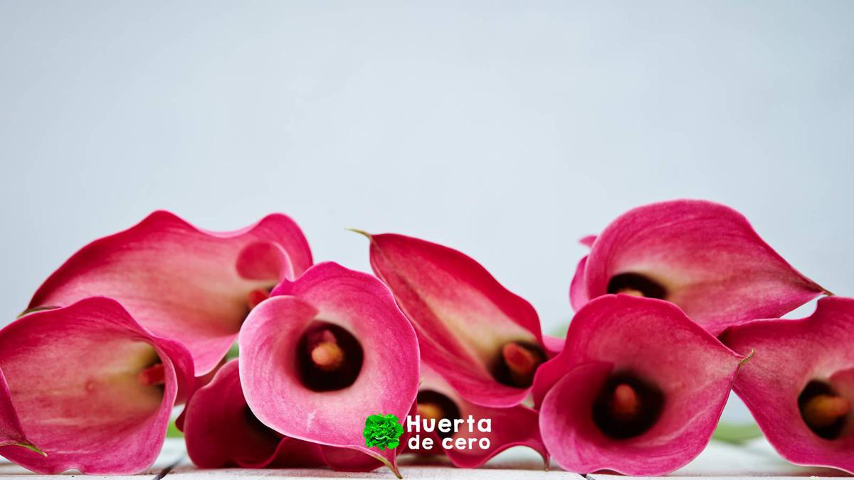 Zantedeschia aethiopica - Lirio del agua - Cala