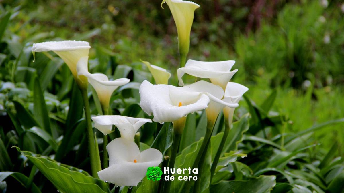 Cuando florecen las calas o lirios del agua