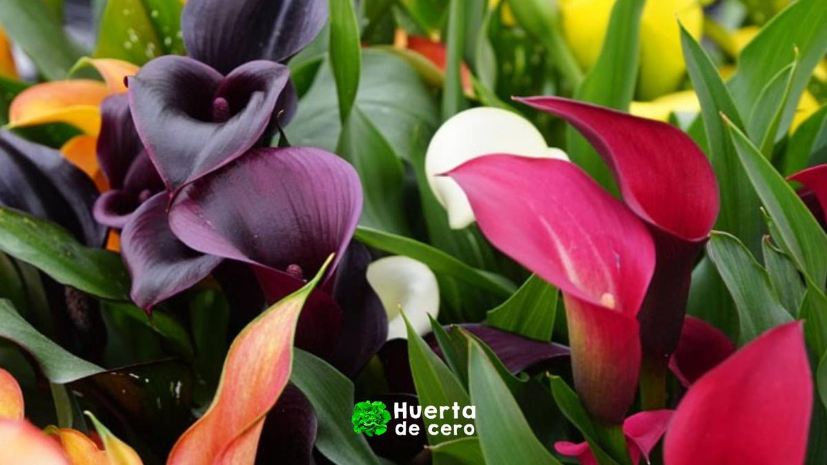 Lirios del agua - cala de colores