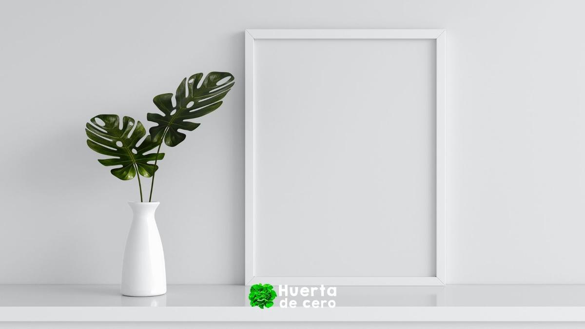 Monstera, cuales son sus cuidados