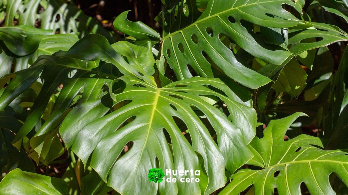 Cuidado de la planta costilla de adán