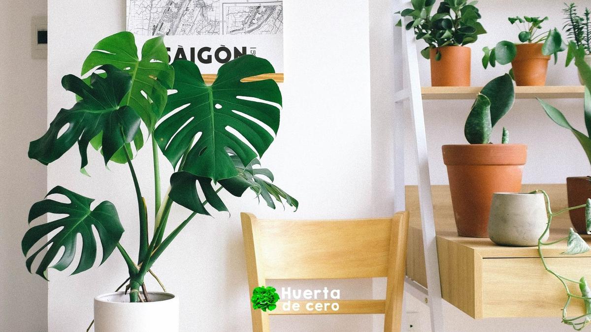 Monstera, una planta de interior y exterior