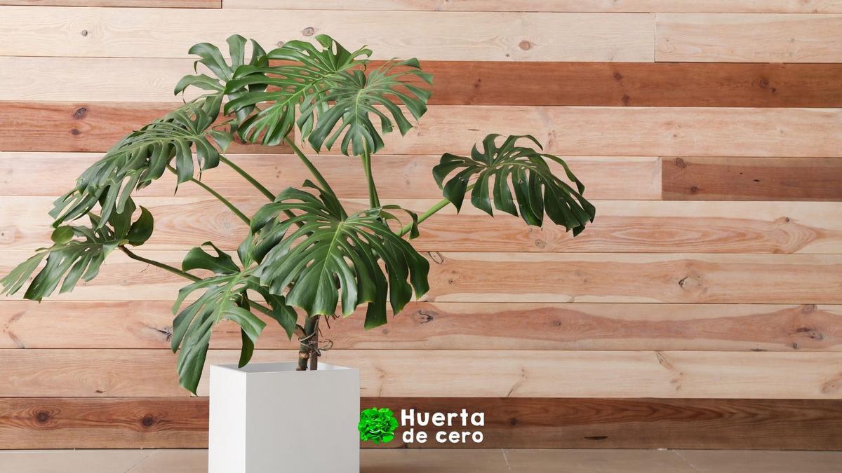 como cuidar la planta monstera