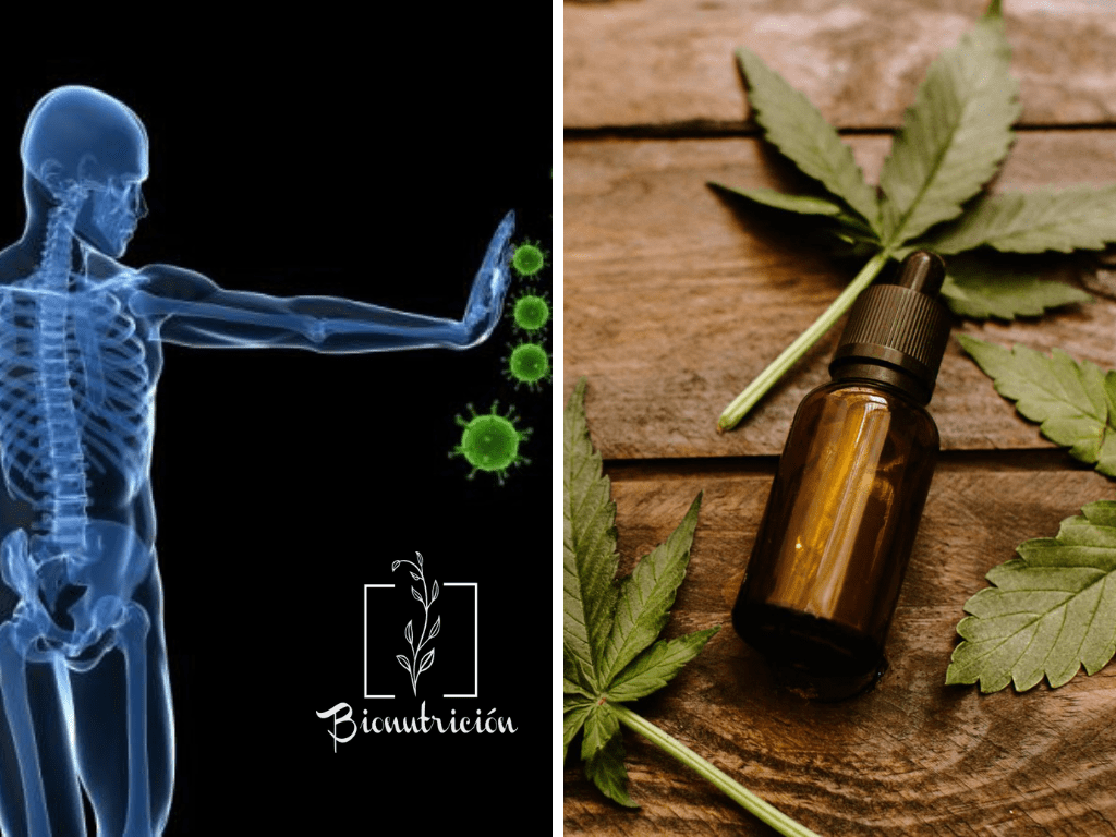 El cannabidiol y la Covid-19- Bionutrición Ortomolecular