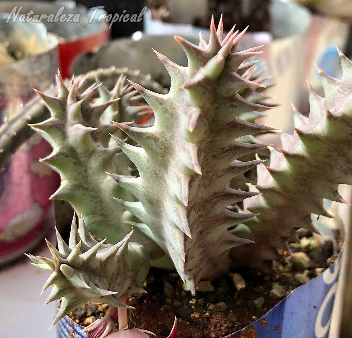 Vista de los tallos de la planta suculenta Huernia KMP 056