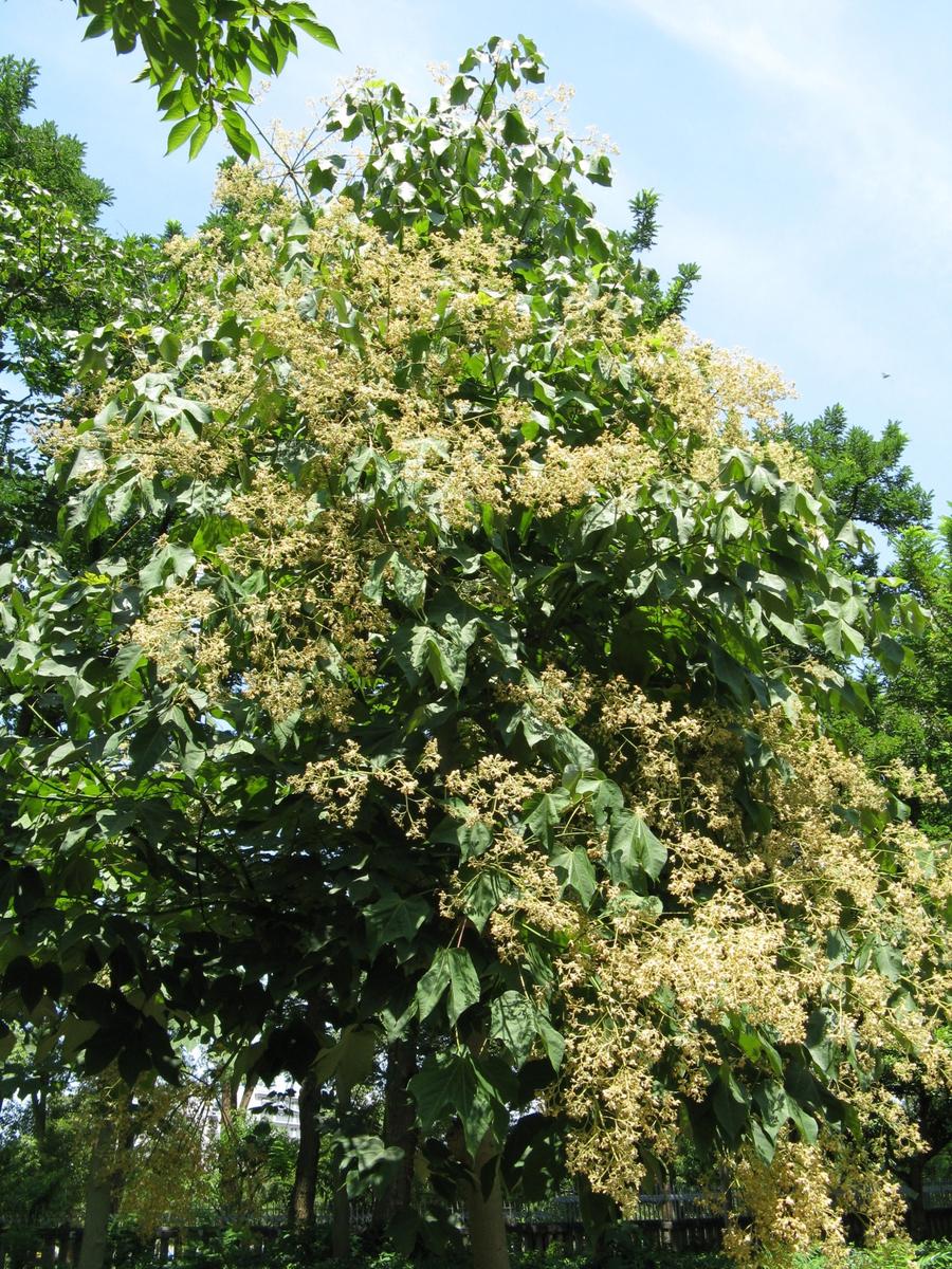 El parasol chino es un árbol caducifolio