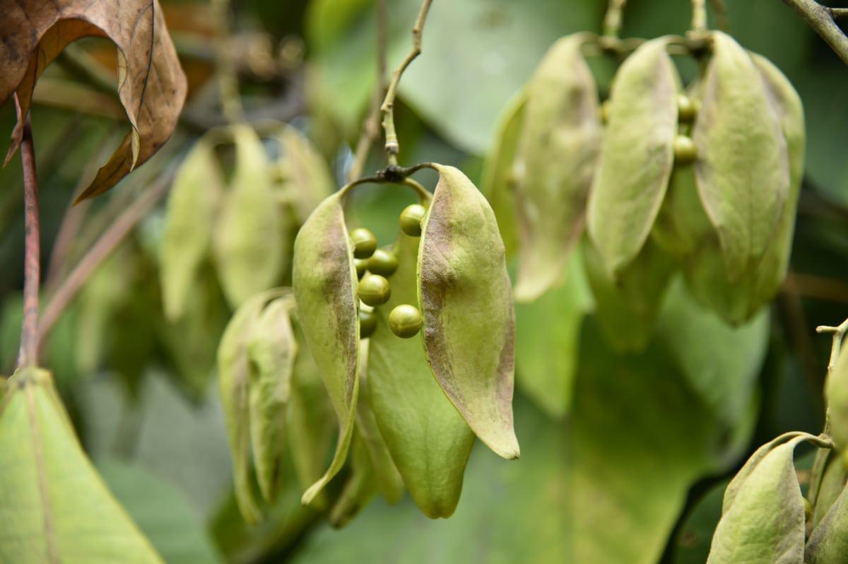 La firmiana simplex se multiplica por semillas